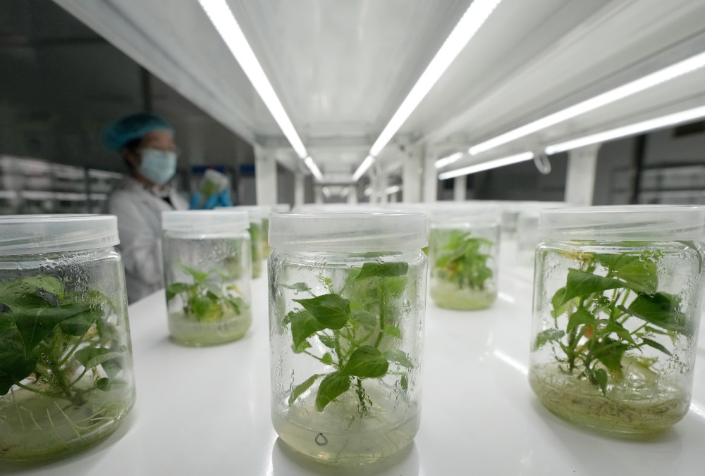植物組織培養實驗室